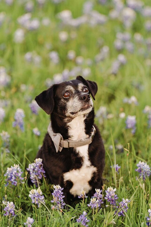 Dog in texas bluebonnets